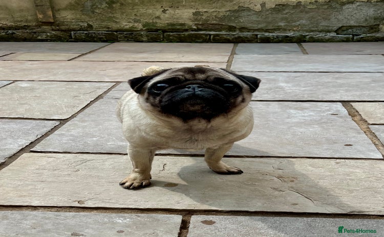 Pug dogs - Advert 2