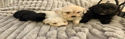 Shihpoo dogs for sale: Shihpoos for sale   - Advert 2