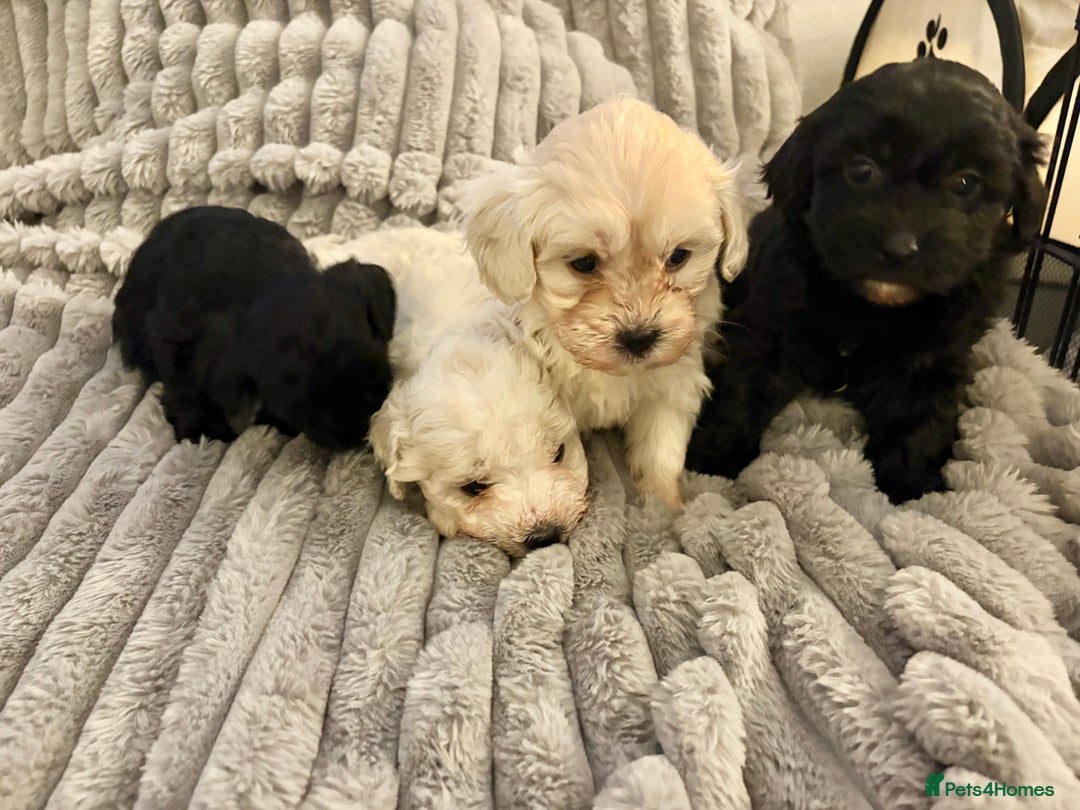 Shihpoo dogs for sale: Shihpoos for sale   - Advert 2