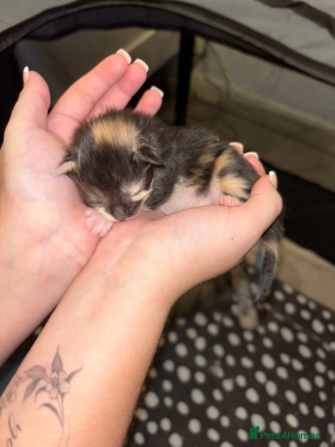 Maine Coon cats for sale: Maine Coon Kittens - Image 6