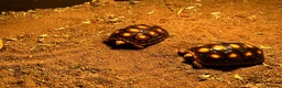 Tortoise reptiles for sale: Red footed tortoises- Mikey and Tortilla  - Advert 5
