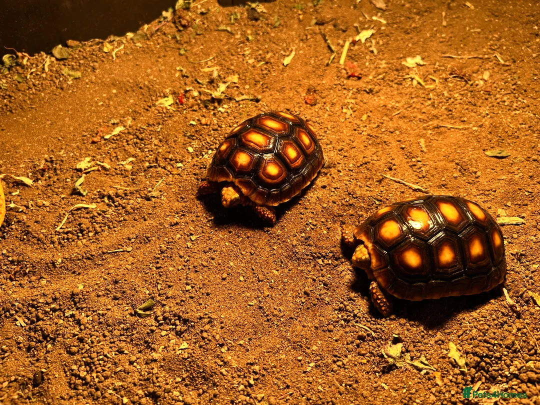 Tortoise reptiles for sale: Red footed tortoises- Mikey and Tortilla  - Advert 5