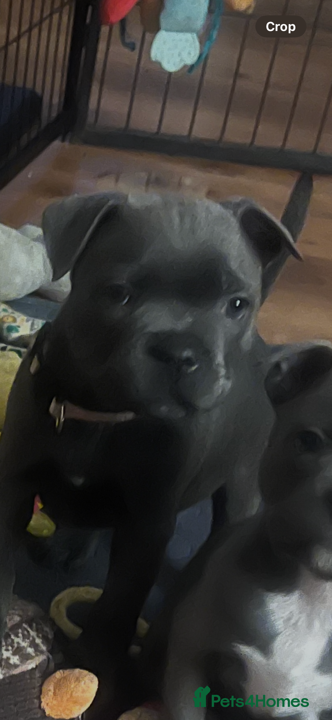 Staffordshire Bull Terrier dogs for sale: One girl KC and DNA health tested  - Advert 2