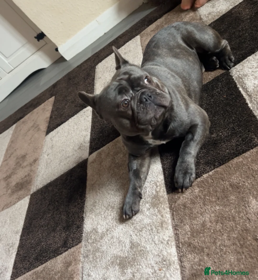 French Bulldog dogs for sale: 3 year old French bulldog - Bode  - Advert 4