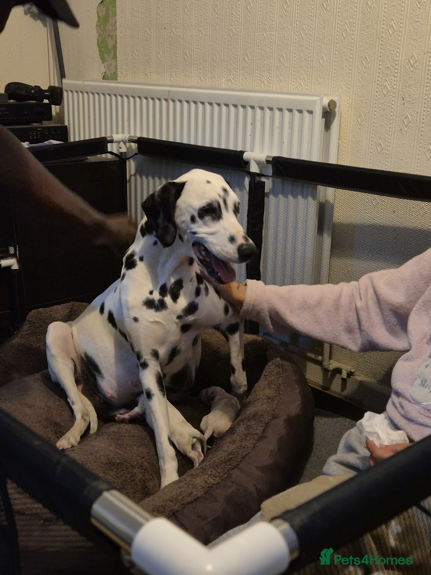 Dalmatian dogs 7 stunning Dalmatian pups - Advert 3