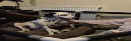 Dalmatian dogs for sale: 7 stunning Dalmatian pups in Reading - Advert 1