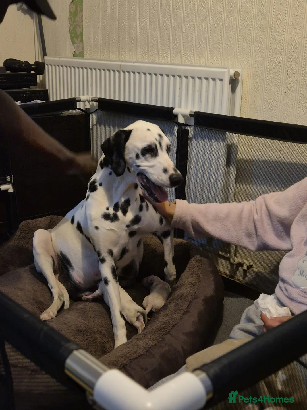 Dalmatian dogs for sale: 7 stunning Dalmatian pups in Reading - Advert 1