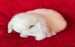 Mini Lop rabbits for sale: Adorable Pure Mini Lop Rabbits  - Image 6