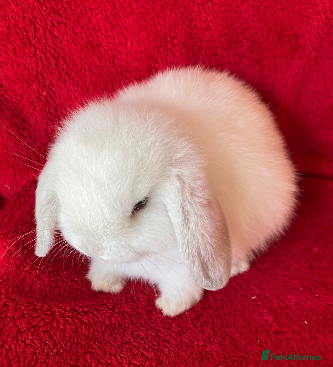 Mini Lop rabbits for sale: Adorable Pure Mini Lop Rabbits  - Image 6