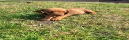 Miniature Dachshund dogs for sale: KC registered Miniature Smooth haired Dachshund  - Advert 21