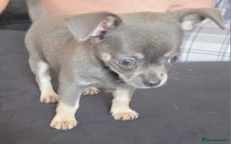 Chihuahua dogs for sale: 2 gorgeous blue & tan chihuahuas  - Image 6