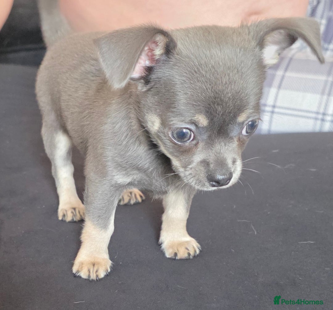Chihuahua dogs for sale: 2 gorgeous blue & tan chihuahuas  - Image 6
