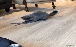 British Shorthair cats for sale: Fluffy British Shorthair Kitten  - Advert 6