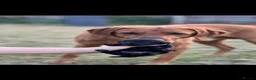 Labrador Retriever dogs for sale: Black Labrador Puppies Expected – Family Raised - Advert 5