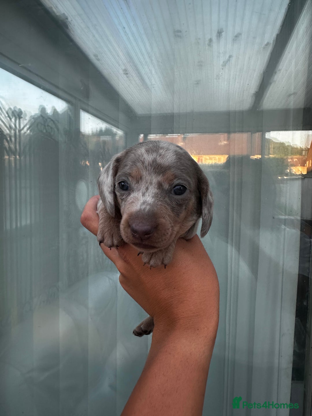 Miniature Dachshund dogs for sale: Isabella and tan dapple miniature dachshunds - Image 7