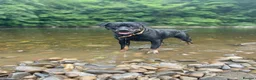 Rottweiler dogs for sale: Only one girl leftChunky pups excellent bloodlines - Advert 13