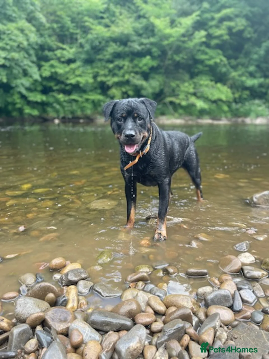 Rottweiler dogs for sale: Only one girl leftChunky pups excellent bloodlines - Advert 13