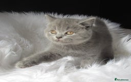 British Shorthair cats for sale: GCCF CHAMPION SIRED BRITISH SHORTHAIR LAST GIRL - Image 1
