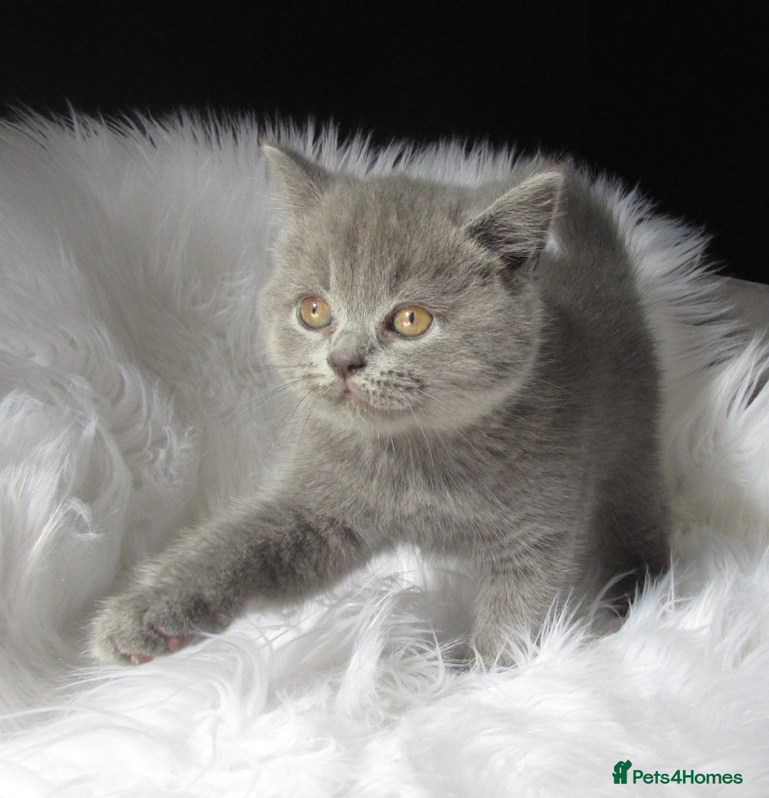 British Shorthair cats for sale: GCCF CHAMPION SIRED BRITISH SHORTHAIR LAST GIRL - Image 1