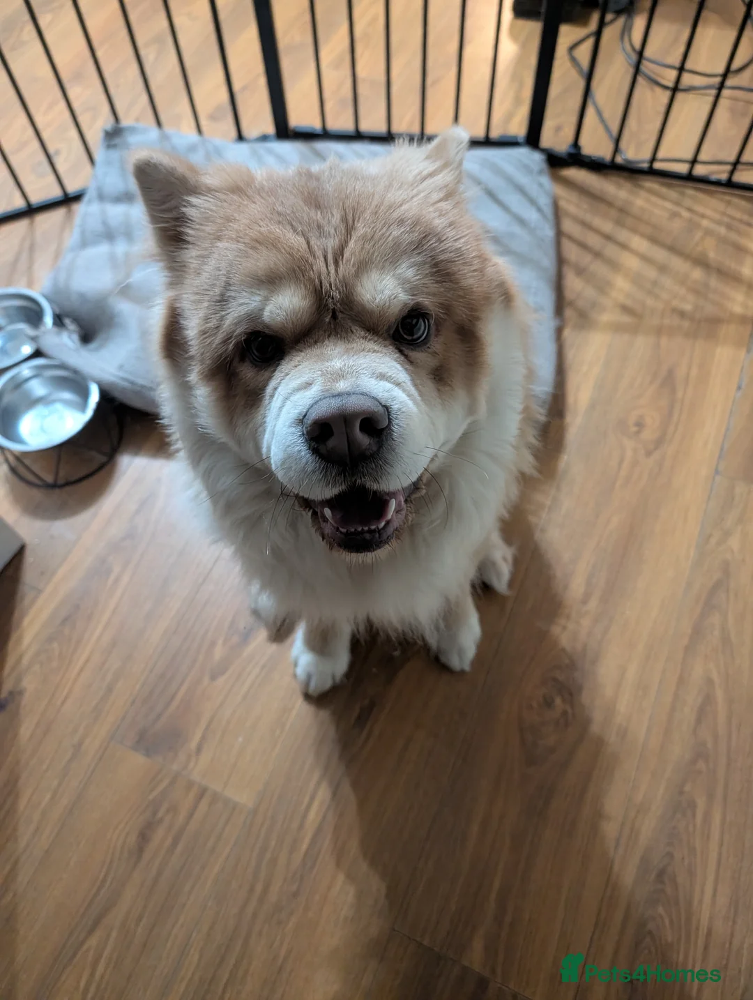 Chow Chow dogs for sale: Chow Chow – Male – 1.5 Years Old  - Advert 2