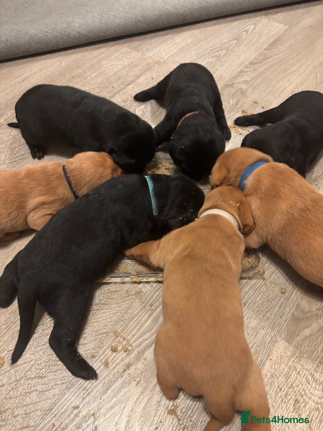 Labrador Retriever dogs for sale: 7 beautiful Labrador puppies red and black  - Advert 1