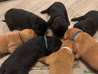 Labrador Retriever dogs 7 beautiful Labrador puppies red and golden - Advert 3