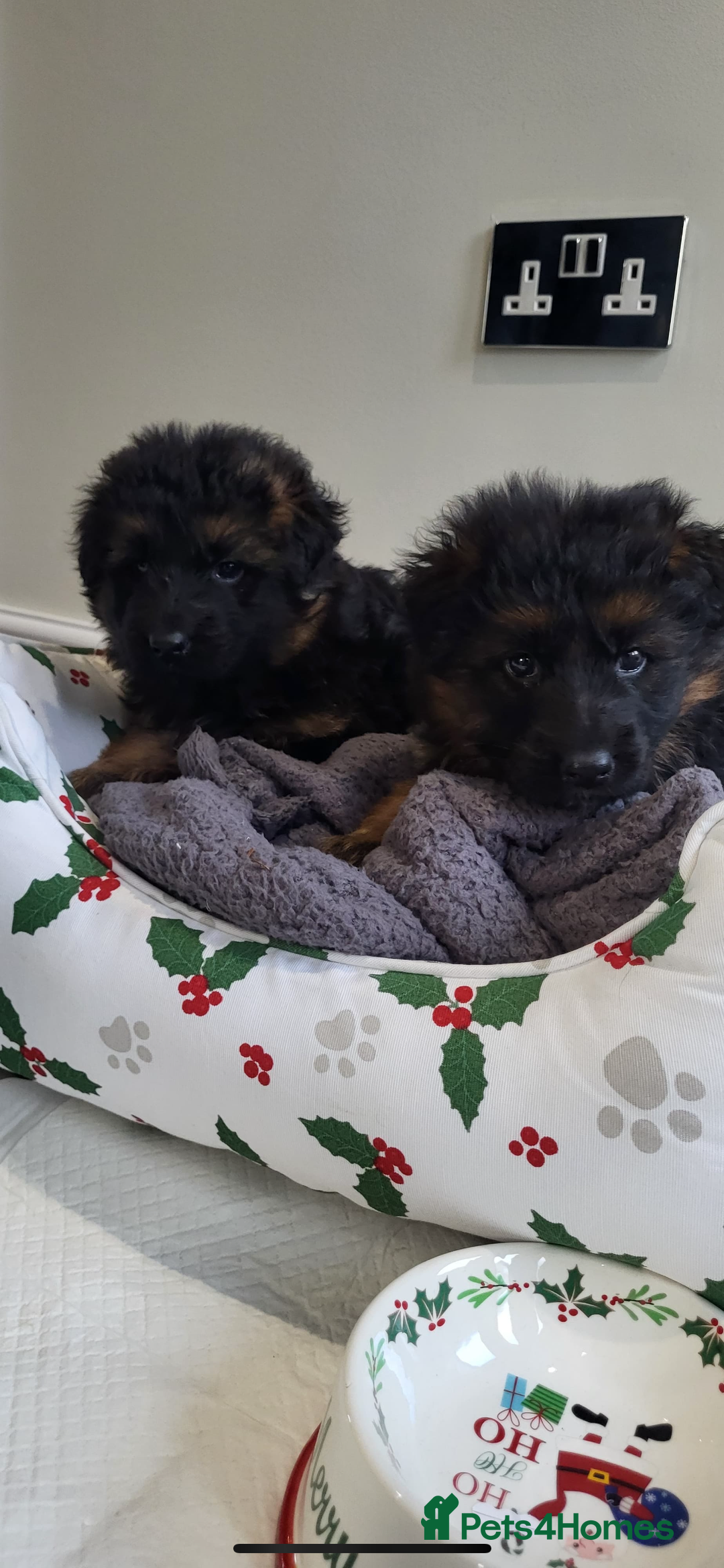 German Shepherd dogs for sale: Premium Pedigree GSD Puppies – Champion Bloodlines - Advert 15