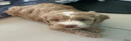 Cockapoo dogs for sale: SHOW TYPE MINIATURE F1 COCKAPOO PUPPIES - Advert 7