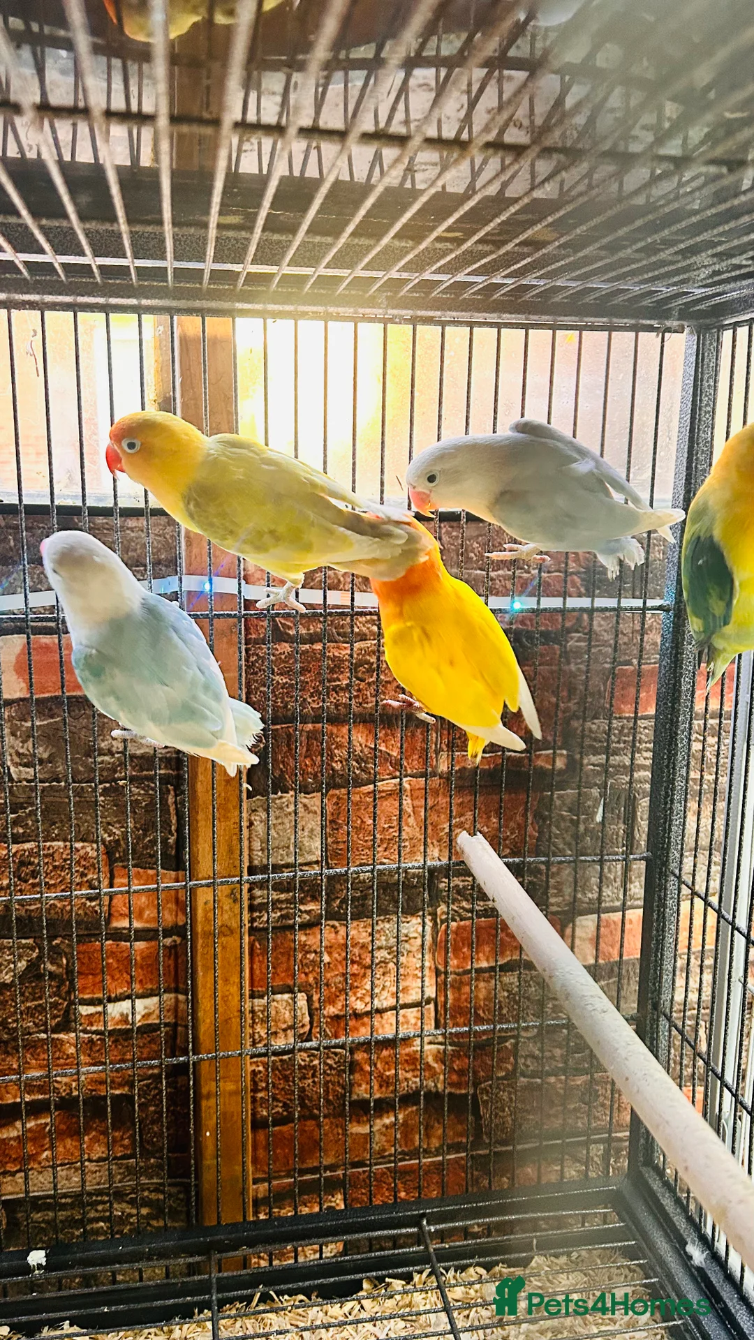 Lovebirds birds for sale: Various Fischer /masked lovebirds for sale  - Advert 5