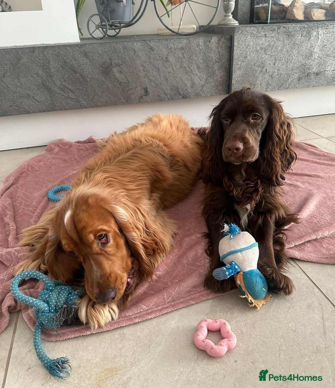Cocker Spaniel dogs for sale: SHOW COCKER SPANIELS FOR REHOMING - Image 2