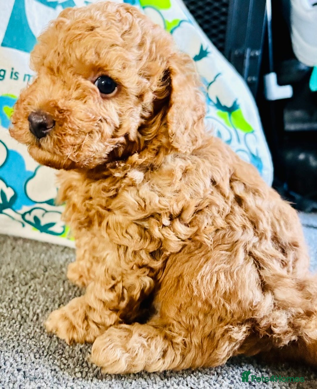 Yorkiepoo dogs for sale: Tiny adorable yorkiepoo puppies - Image 4