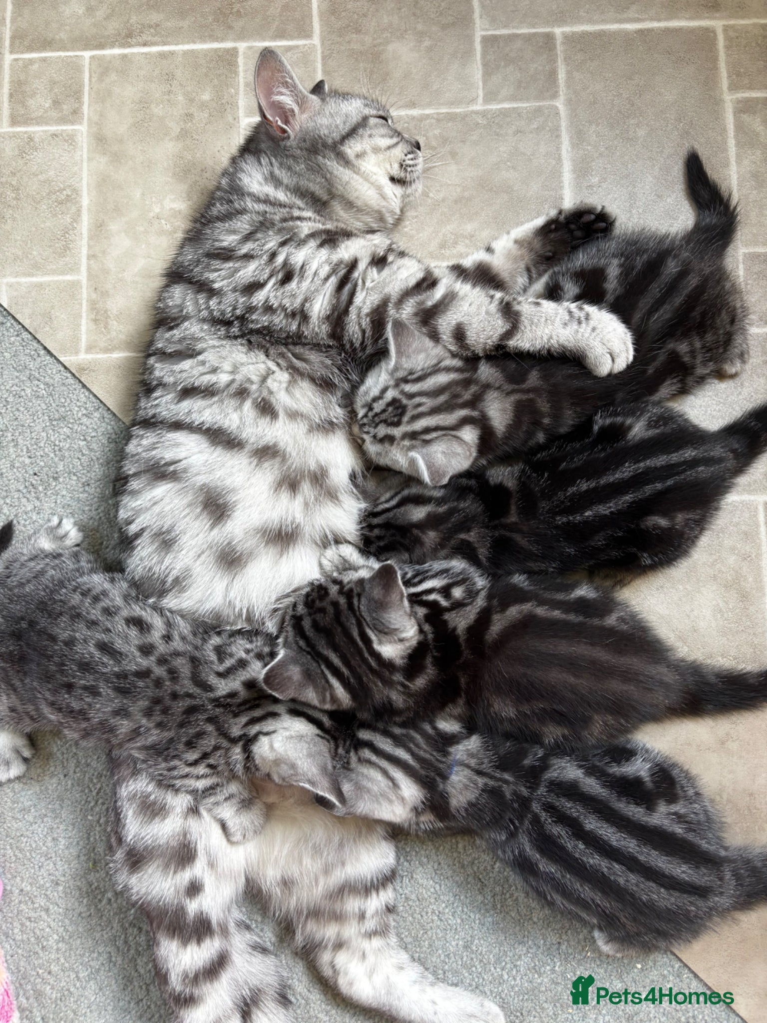 British Shorthair cats ❤️💙 Gorgeous Pedigree Silver Tabby BSH 💙❤️ - Advert 2