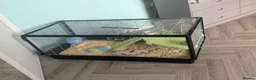 Hamster rodents for sale: Dwarf hamster  and cage very tame  - Advert 3