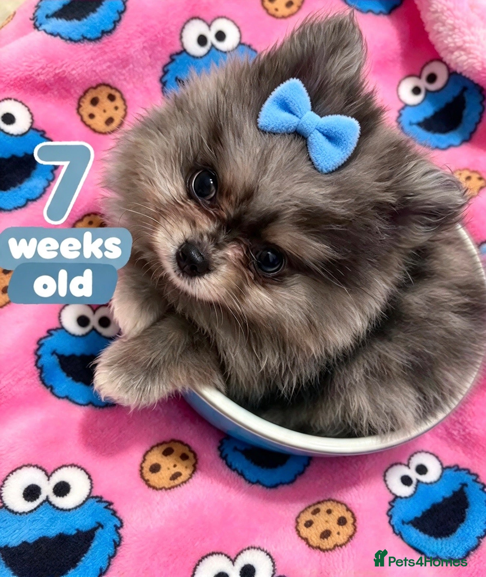 Pomeranian dogs ✨Four Mini Little Gems 💎🐾🐶✨💜🧡🩶🤎 - Advert 1