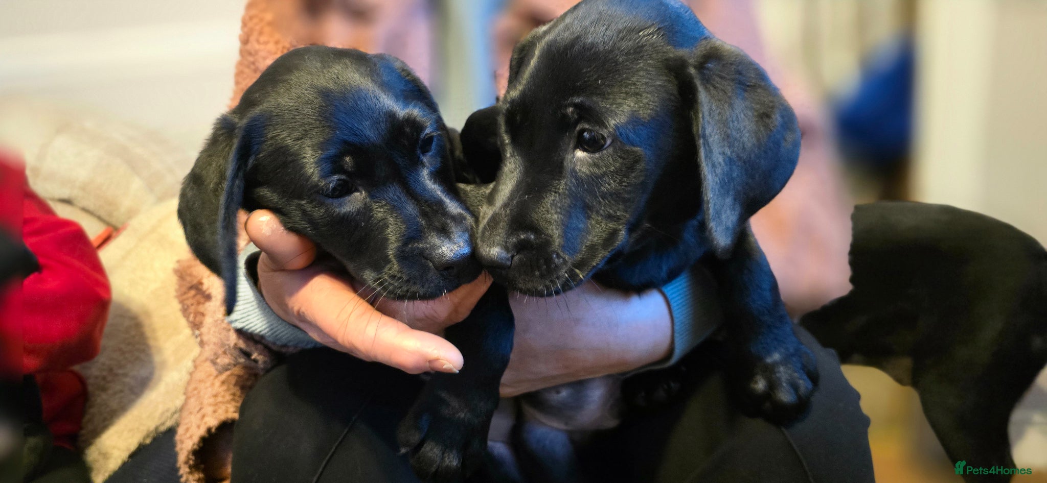 Labrador Retriever dogs Labrador pup 1 female left - Advert 17