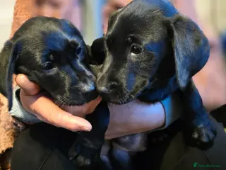 Labrador Retriever dogs Labrador pup 1 female left - Advert 17