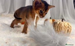 Abyssinian cats for sale: TICA champion line Abyssinian kittens  - Image 20