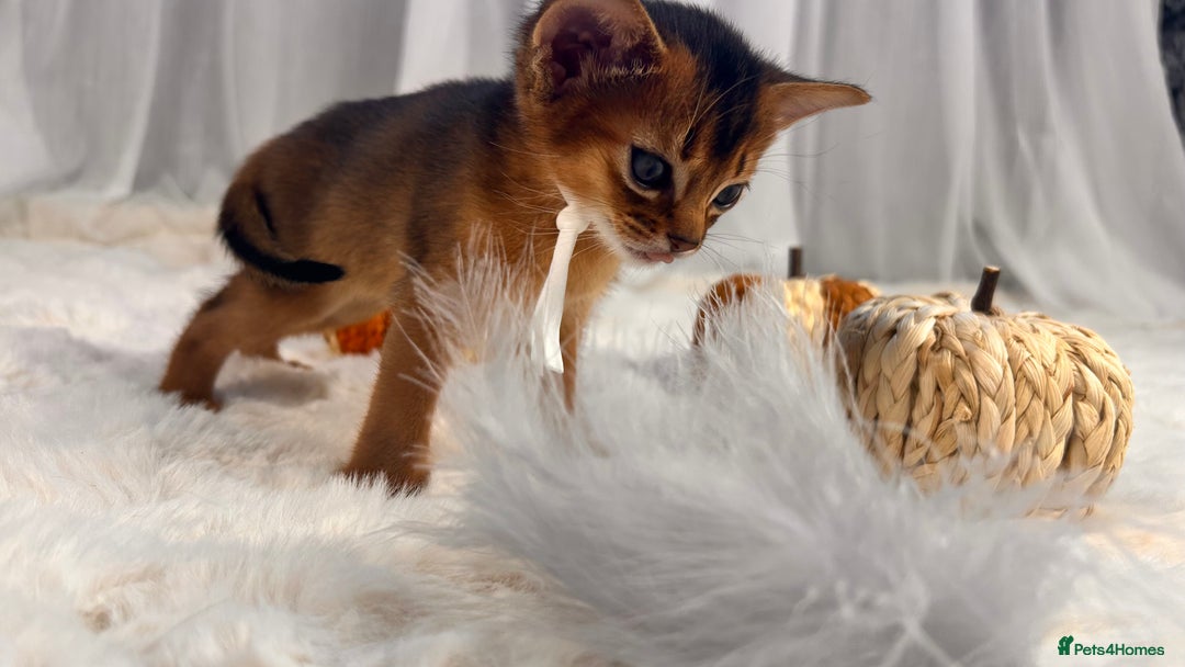 Abyssinian cats for sale: TICA champion line Abyssinian kittens  - Image 20