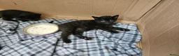 Mixed Breed cats for sale: 4 beautiful kittens in Middlesbrough - Advert 8