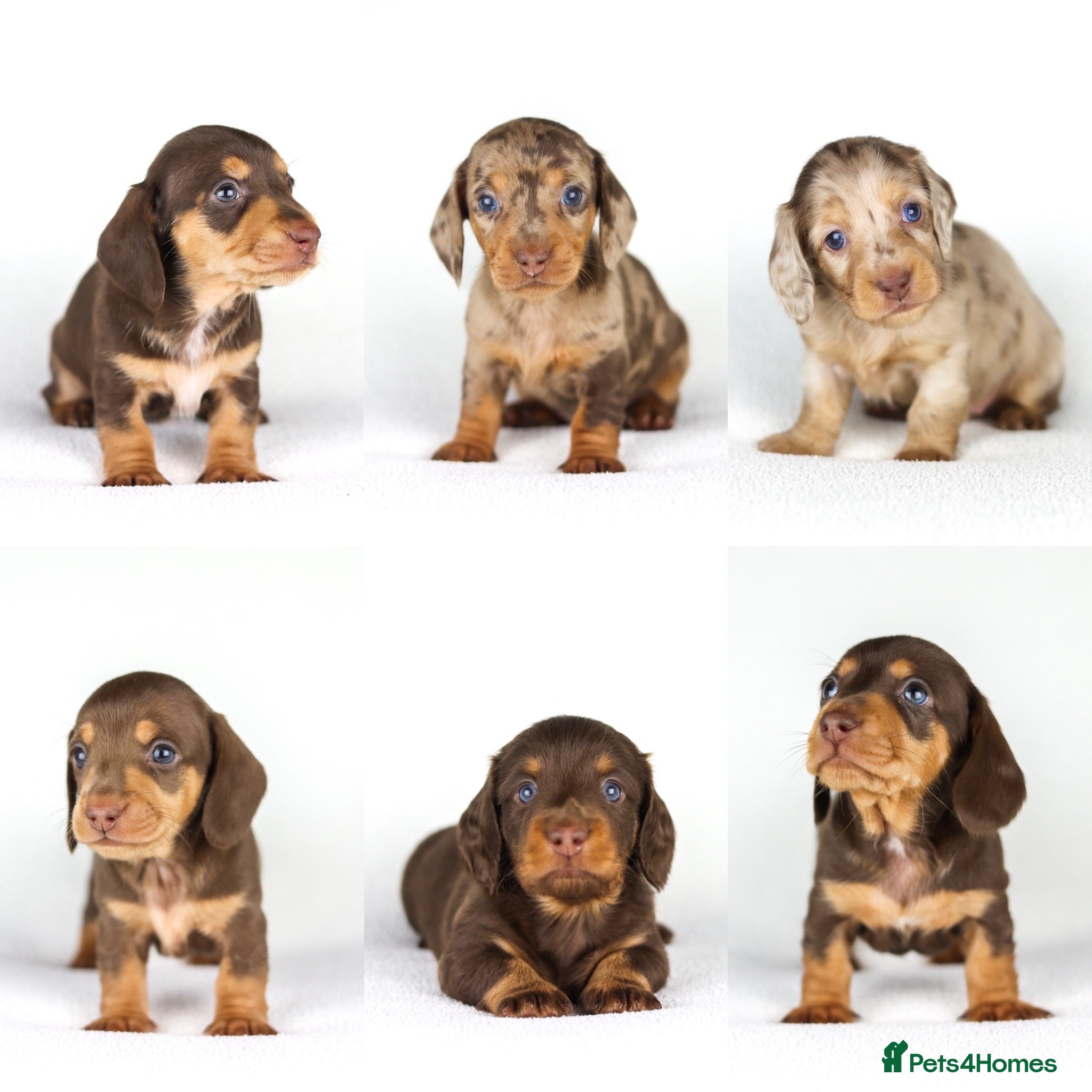 Miniature Dachshund dogs Miniature dachshund beautiful litter - Advert 1