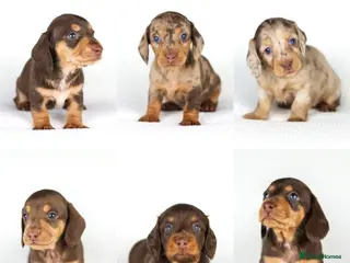 Miniature Dachshund dogs Miniature dachshund beautiful litter - Advert 1