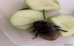 Cockroaches invertebrates for sale: Madagascan Hissing Cockroaches - Image 2