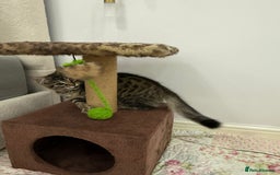 Mixed Breed cats for sale: Kitten for sale - Image 4