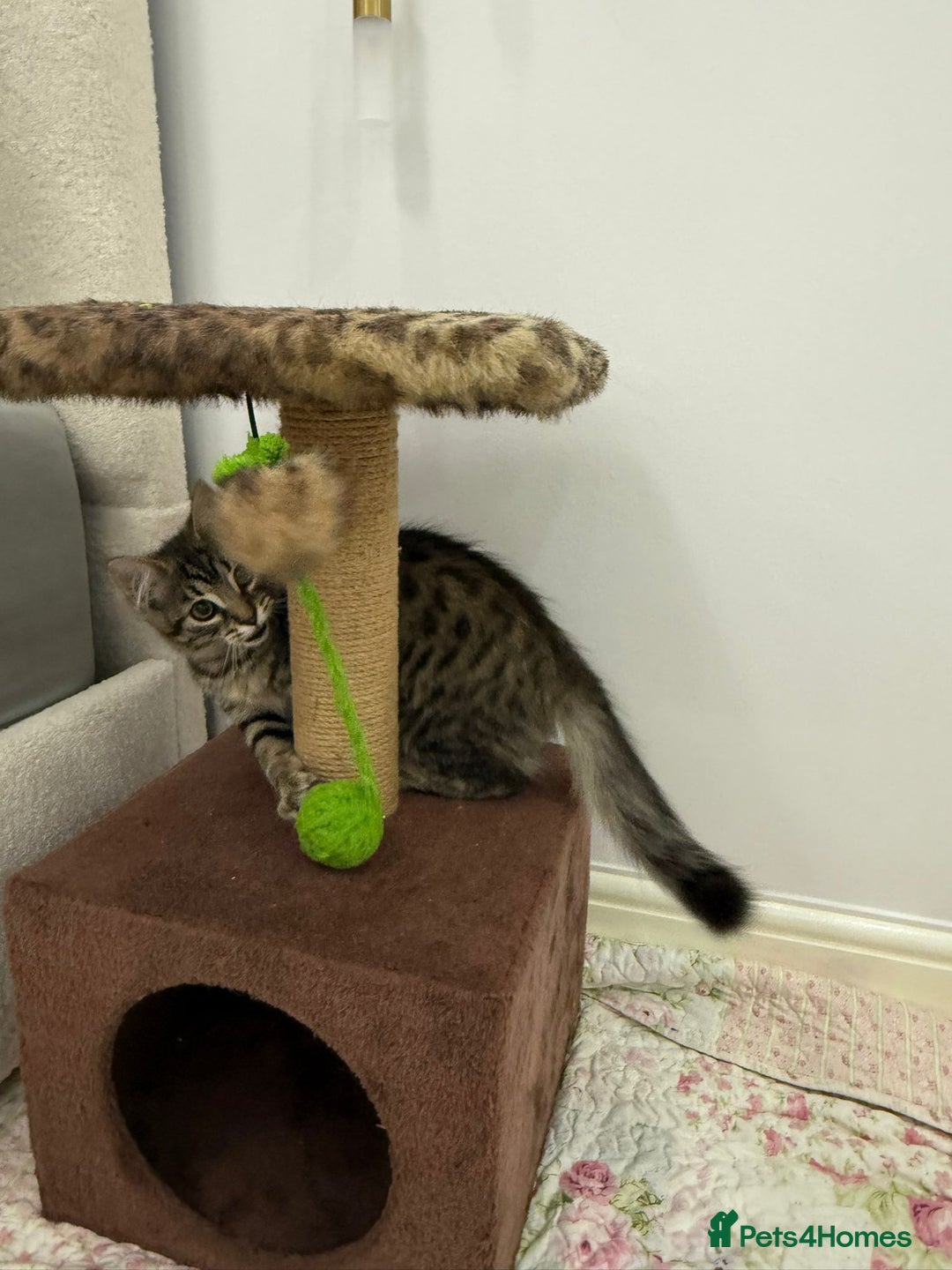 Mixed Breed cats for sale: Kitten for sale - Image 4