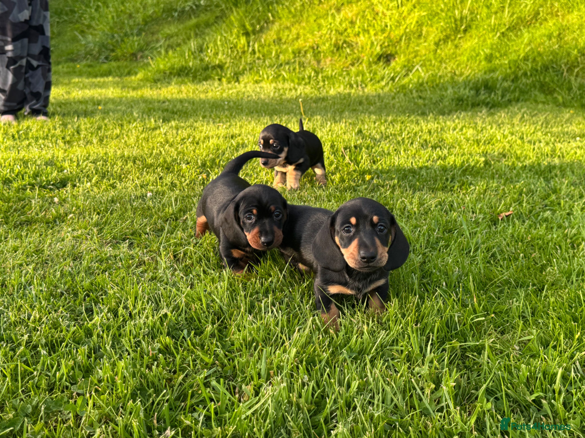 Dachshund dogs Miniature black and cream and Black and Tan pups - Advert 1