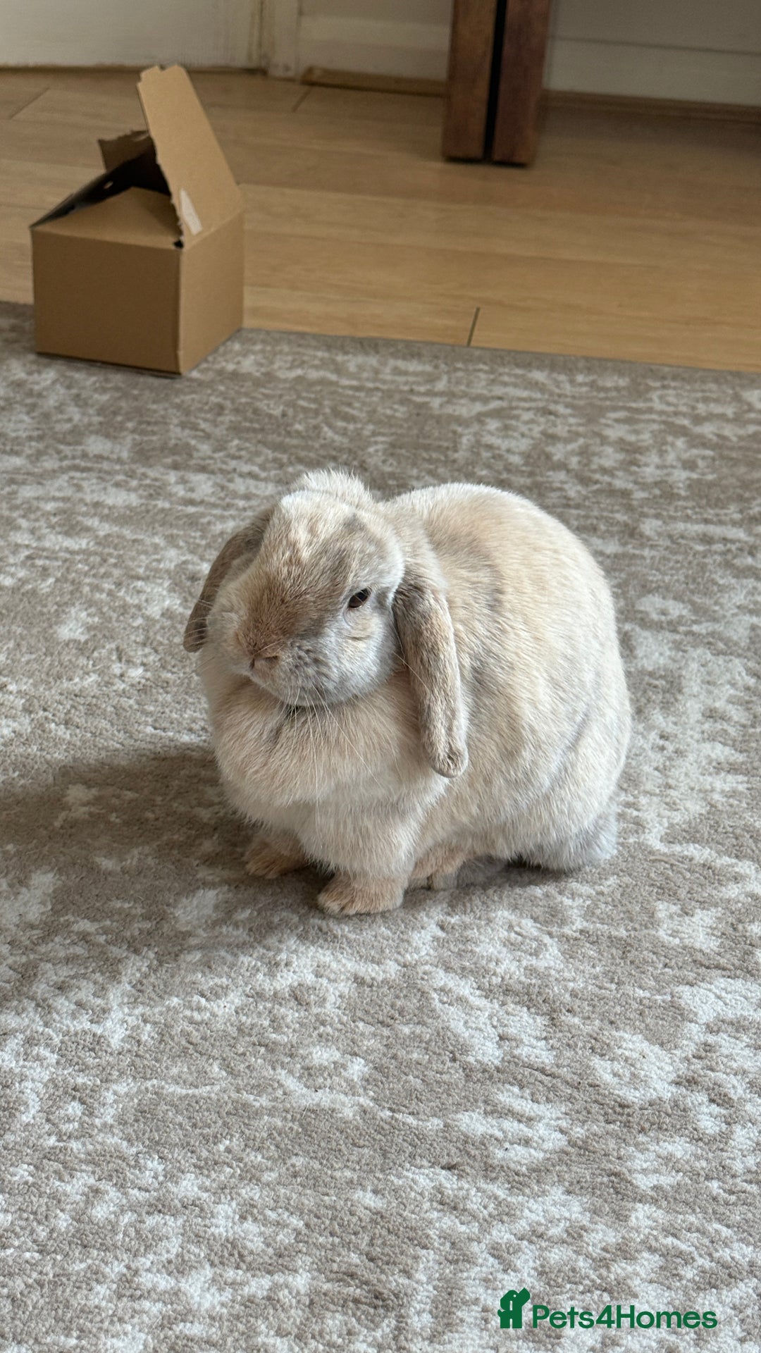 Mini Lop rabbits for sale: Beige mini lop bunny rabbit  - Advert 2