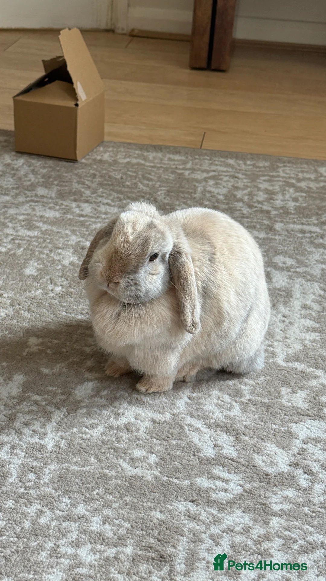 Mini Lop rabbits for sale: Beige mini lop bunny rabbit  - Advert 2