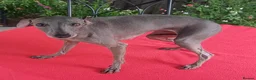 Italian Greyhound dogs for sale: Stunning Italian greyhounds - Advert 6