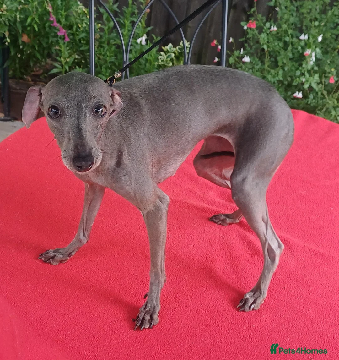 Italian Greyhound dogs for sale: Stunning Italian greyhounds - Advert 6