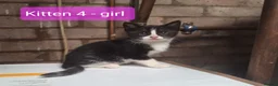 Mixed Breed cats for sale: Friendly farm kittens seeking their forever homes in Gretna - Advert 6
